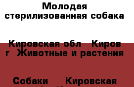 Молодая стерилизованная собака - Кировская обл., Киров г. Животные и растения » Собаки   . Кировская обл.,Киров г.